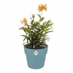 Bloempot Elho B.for Original Rond 25cm - Duifblauw -Tuinbenodigdheden bfor original rond bloempot duifblauw 3 1