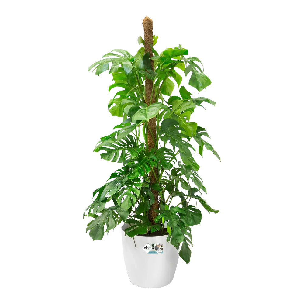 Bloempot Elho Brussels Rond 35cm - Met Wielen - Wit 7 Bloempot Elho Brussels Rond 35cm - Met Wielen - Wit - Afbeelding 5