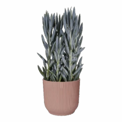 Bloempot Elho Vibes Fold Rond Wielen - D35 X H32cm - Delicaat Roze -Tuinbenodigdheden bloempot elho vibes fold rond wielen d35 x h32cm delicaat roze bloempot 3 3