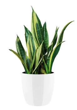 Bloempot Elho Brussels Diamond Rond 30cm - Wit 8 Bloempot Elho Brussels Diamond Rond 30cm - Wit -Tuinbenodigdheden brussels diamond rond 30cm bloempot wit 6 20