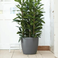 Bloempot Elho Brussels Rond 47cm - Met Wielen - Antraciet -Tuinbenodigdheden elho brussels rond wielen 47 grijs bloempot 7 7