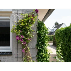 Nature - Metalen Klimrek Geplastificeerd Grijs H145x57cm 8 Nature - Metalen Klimrek Geplastificeerd Grijs H145x57cm -Tuinbenodigdheden nature metalen klimrek geplastificeerd grijs h145x57cm 3 2