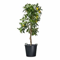 Nature - Ritzi Container Zwart 50L - Met Handgreep 7 Nature - Ritzi Container Zwart 50L - Met Handgreep -Tuinbenodigdheden nature ritzi container zwart 50l met handgreep plantencontainer 3