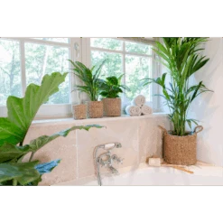 Plantenmand Joris - D38 X H33cm - Naturel 7 Plantenmand Joris - D38 X H33cm - Naturel -Tuinbenodigdheden plantenmand joris naturel plantenmand 3 3