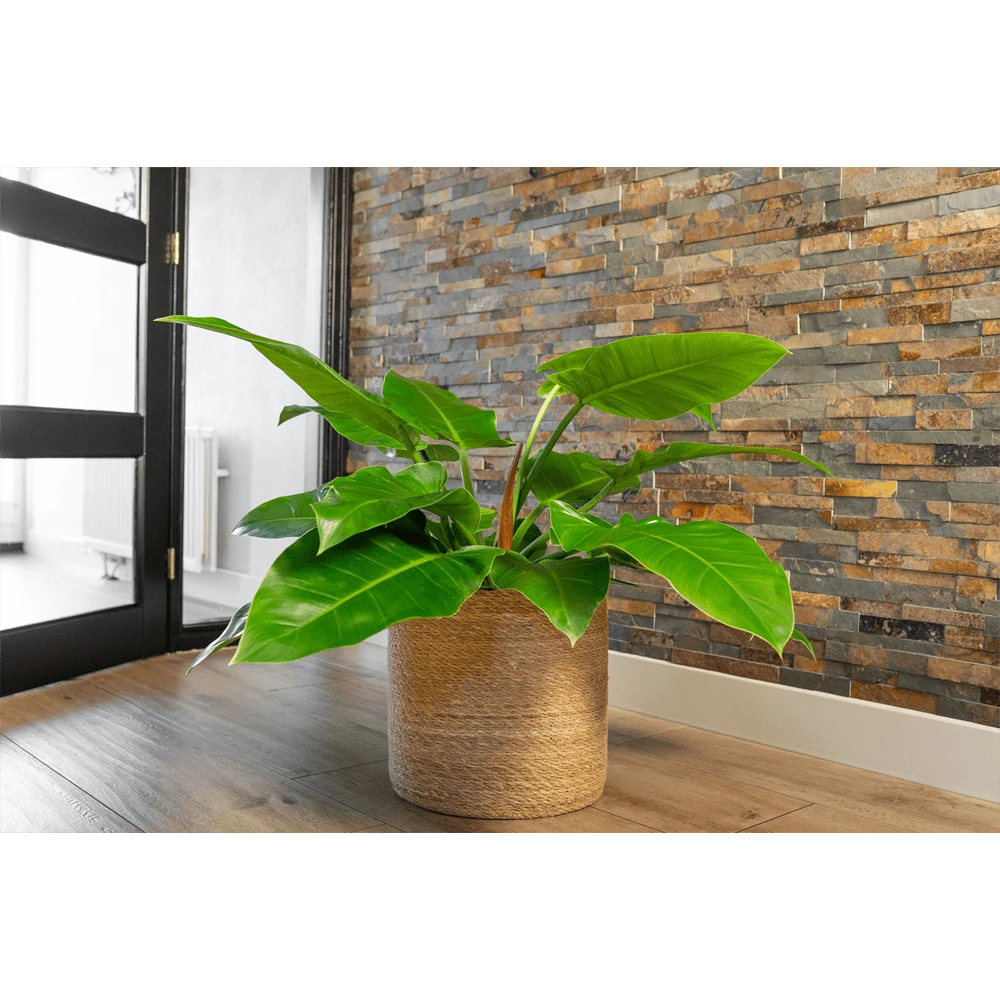 Plantenmand Stef - D36 X H36cm - Naturel 4 Plantenmand Stef - D36 X H36cm - Naturel - Afbeelding 2