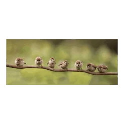 Tuinposter 7 Mussen Op Tak - 110x45cm