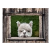 Tuinposter Alpaca Doorkijk - 80x60cm 1 Tuinposter Alpaca Doorkijk - 80x60cm -Tuinbenodigdheden tuinposter alpaca doorkijk 80x60cm tuinposters 1