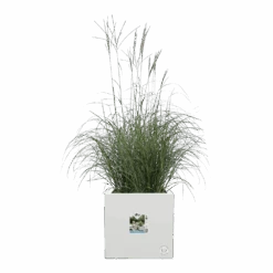 Elho Vivo Next Vierkant Wielen 40cm - Wit -Tuinbenodigdheden vivo next vierkant wielen 40cm wit 5 1